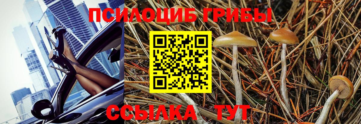 Псилоцибиновые грибы Psilocybine cubensis Амурск